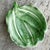 Ceramic Vintage Italian Coastal Banana Leaf Bowl For Sale - Image 7 of 9