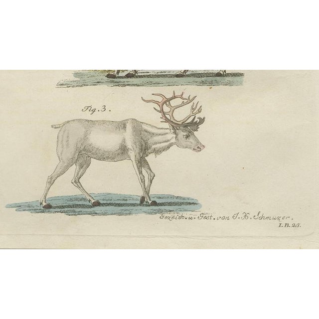 Blue Bertuch, Reindeer & Northern Deer, 1792, Engraving For Sale - Image 8 of 10