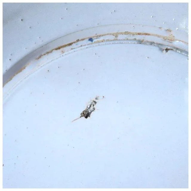 Dutch Delft Kraak Style Tin-glazed Earthenware Blue and White Floral Plate For Sale In Denver - Image 6 of 7