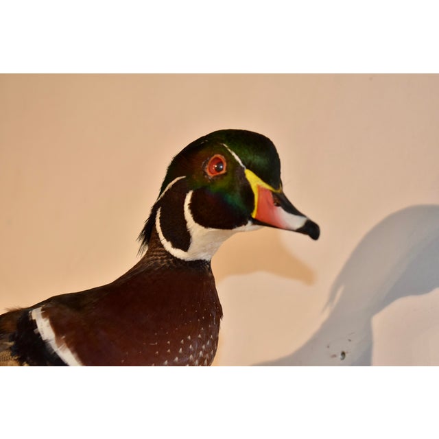 American Wall Mount of a Wood Duck on Wood, Circa 1970 For Sale - Image 3 of 6