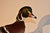American Wall Mount of a Wood Duck on Wood, Circa 1970 For Sale - Image 3 of 6