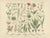 Antique Botanical Charts of German Wildflowers, Stuttgart, 1885, Set of 6 For Sale - Image 3 of 9