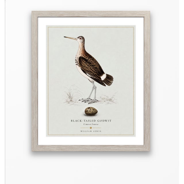 Robin's Egg Blue William Lewin 1789 Waterbirds Fine Art Gallery Board Print - Black Tailed Godwit For Sale - Image 8 of 13