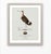 Robin's Egg Blue William Lewin 1789 Waterbirds Fine Art Gallery Board Print - Black Tailed Godwit For Sale - Image 8 of 13