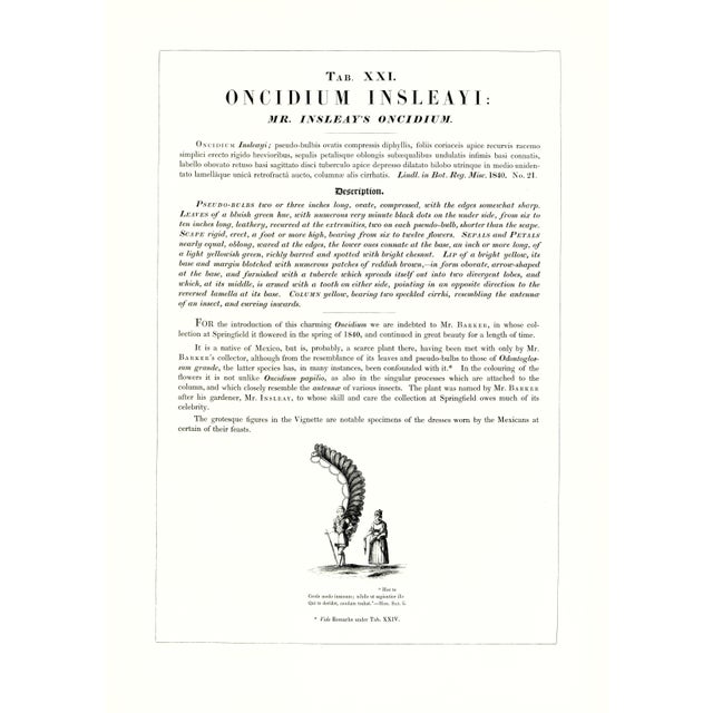 Large 1973 Orchid Flower Lithograph "Oncidium Insleayi" (Mr. Insleay's Oncidium) After James Bateman For Sale - Image 4 of 6