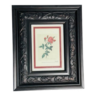 1970s P.F.Redoute Botanical Print Rosa Indica in Wide Frame For Sale