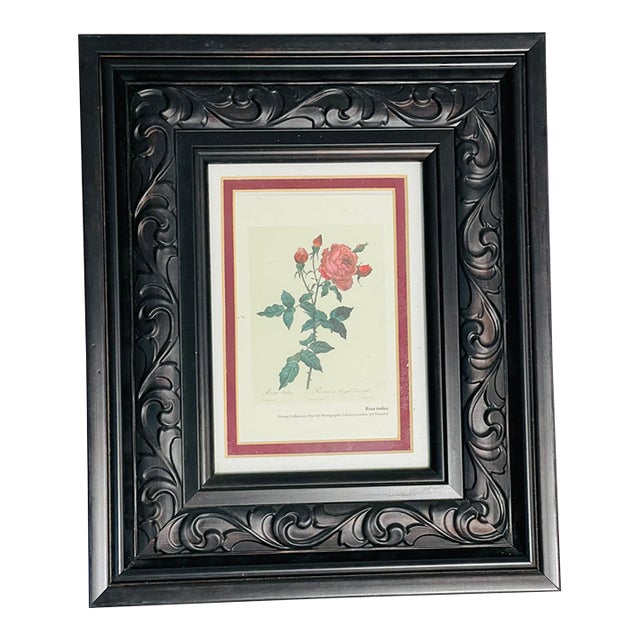 1970s P.F.Redoute Botanical Print Rosa Indica in Wide Frame For Sale