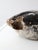 Vintage Canada Goose Decoy For Sale - Image 6 of 15