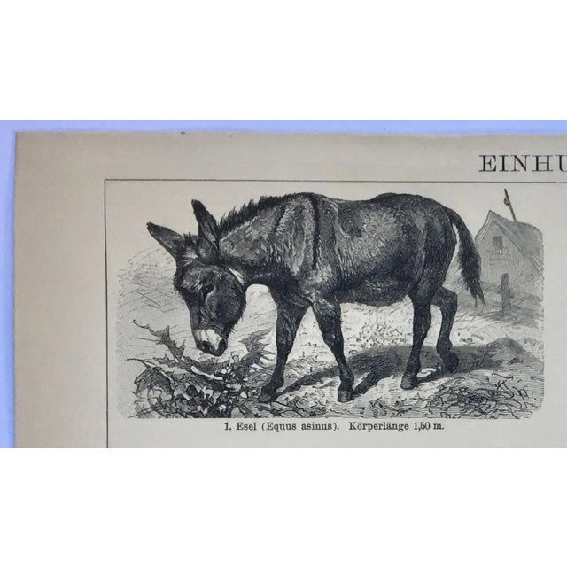 This page is faded to such a beautiful warm neutral depicting a donkey, wild horse, mule, and quagga, a kind of zebra that...