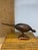 Figurative Vintage Mid 20th Century Carved Folk Art Bird For Sale - Image 3 of 5