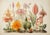 Set of 4 Botanical Prints — Hortus Floridus Style Flowers, Unframed For Sale - Image 4 of 8