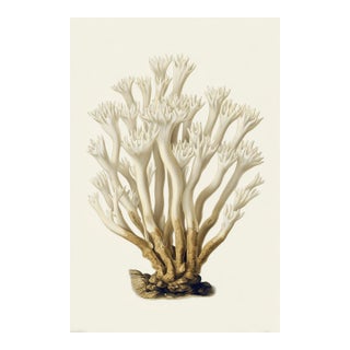 White Coral Botanical Fine Art Print No. 2 - Natural History Coastal Illustration | Neutral Color Palette For Sale