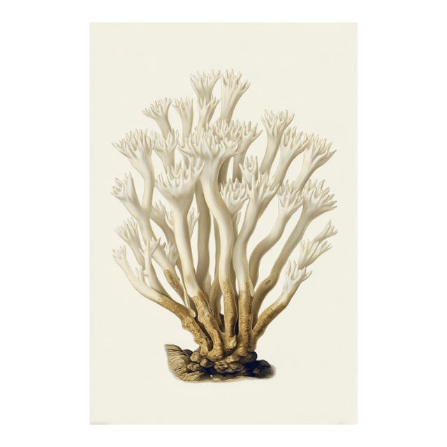 White Coral Botanical Fine Art Print No. 2 - Natural History Coastal Illustration | Neutral Color Palette For Sale