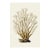 White Coral Botanical Fine Art Print No. 2 - Natural History Coastal Illustration | Neutral Color Palette For Sale