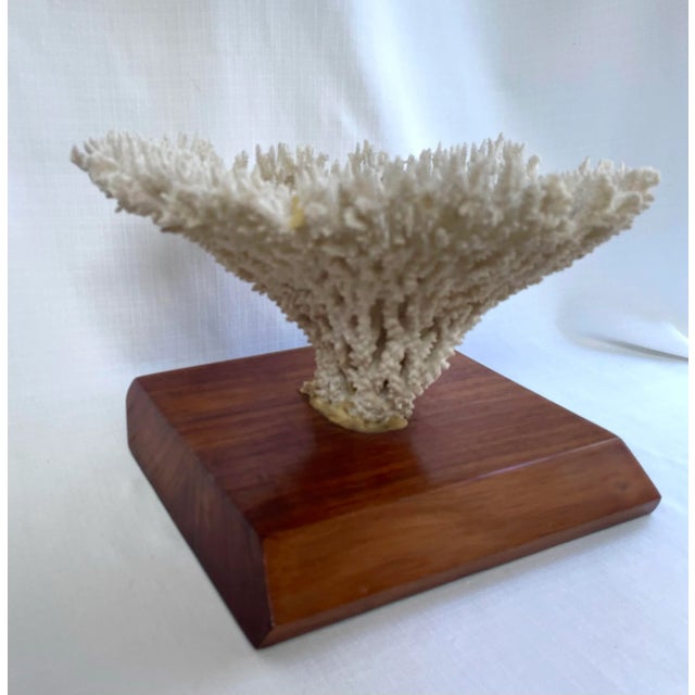 Vintage White Table Coral Specimen For Sale - Image 10 of 12