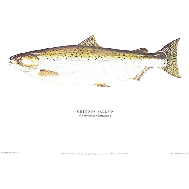 "Salmon of the World" 1970 Schwiebert, Ernest For Sale - Image 4 of 13