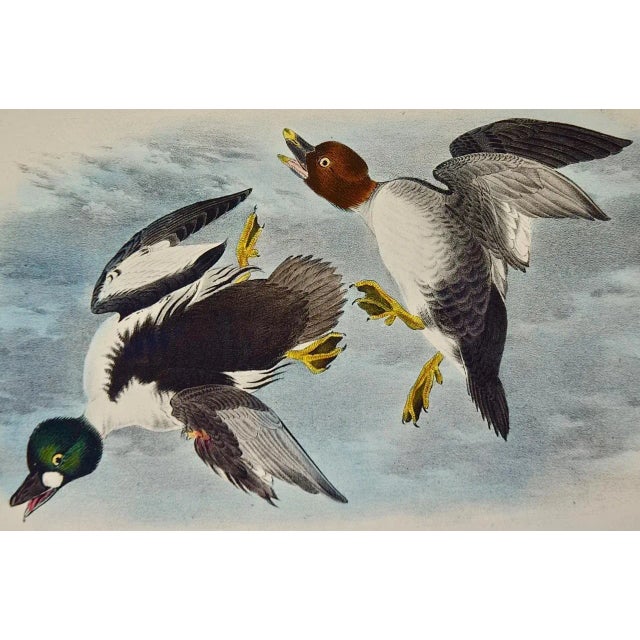 An original rare and extremely collectible first edition John James Audubon hand colored royal octavo lithograph entitled...