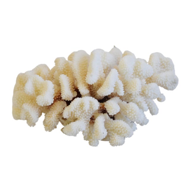 Large Creamy White Nautical Natural Coastal Ocean Coral Specimen For Sale - Image 4 of 7