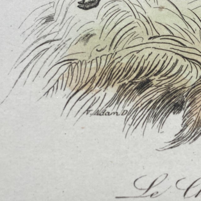 French Antique 18th Century "Le Grand Danois" Dog Engraving Hand Colored Signed Artwork For Sale - Image 10 of 12