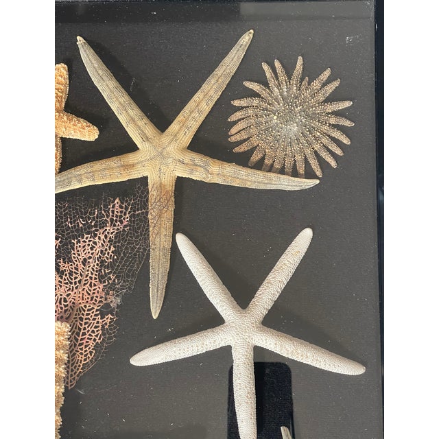 Vintage Sea Stars Collection in a Shadow Box Greeting From Florida For Sale - Image 10 of 11