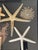 Vintage Sea Stars Collection in a Shadow Box Greeting From Florida For Sale - Image 10 of 11