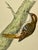 Illustration Antique Hand Tinted Bird Print From England Featuring a Brown Creeper - Circa 1880 For Sale - Image 3 of 10