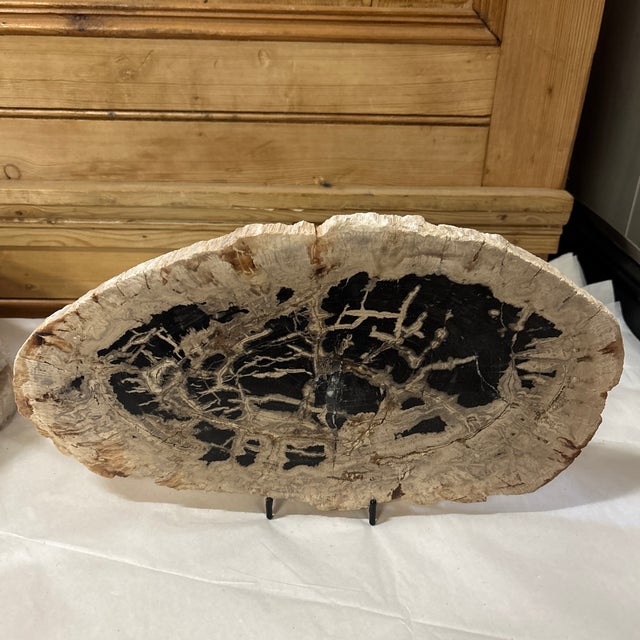 Late 18th Century Live Edge Petrified Wood H For Sale - Image 5 of 9