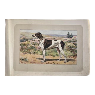 1907 French Photogravure Print of "Le Braque Dupuy” Hunting Dog For Sale