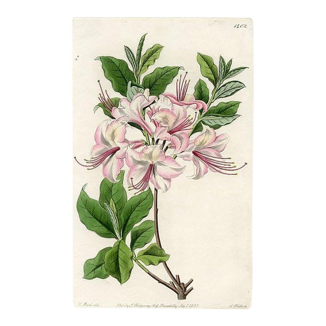 1831, Azalea Botanical Print, the Botanical Register, Original Antique Botanical Print, Engraving, Hand Colored, England For Sale