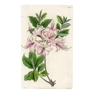 1831, Azalea Botanical Print, the Botanical Register, Original Antique Botanical Print, Engraving, Hand Colored, England