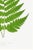 Vintage Fern Botanical Art Print Reproduction, 20" X 30" For Sale - Image 10 of 10