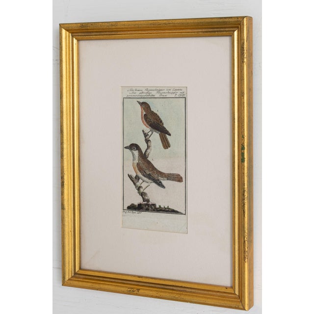 Cream 19th Century Set of Framed Avian / Bird Engravings For Sale - Image 8 of 11