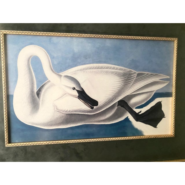 Alabaster John James Audubon Vintage “Trumpeter Swan” Print Magnificently Matted and Framed Excellent Mint Condition For Sale - Image 8 of 9