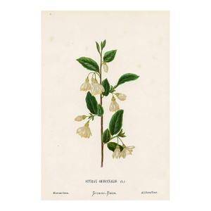 Antique Botanical Print, Storax-Tree, 1870s, Holy Land Wildflowers, Original Lithograph, England