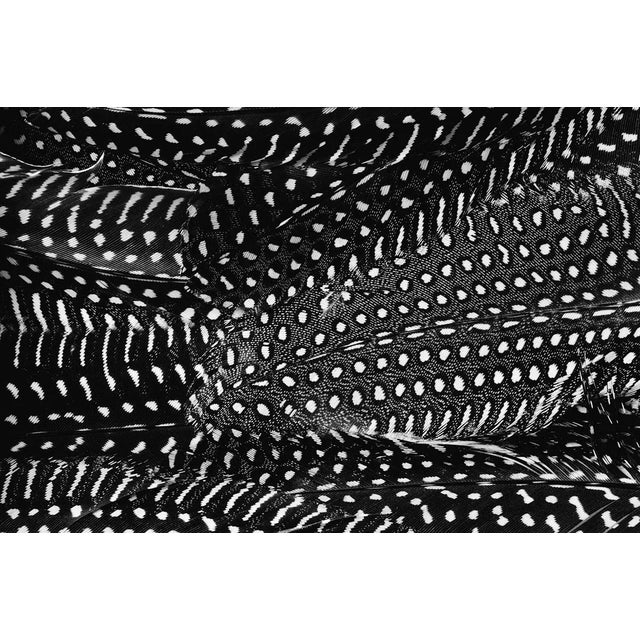 The Plumes series by DDE Studio depicts a variety of exotic feathers in dense, nearly abstract arrangements, captured in...