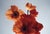 Orange Poppies' Analogue colour floral photography. London, United Kingdom 2024. Limited edition of 20. Printed on the...