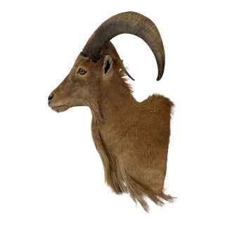 Vintage Taxidermy Aoudad (Barbary Sheep) Shoulder Mount For Sale