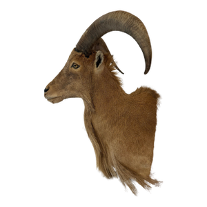 Vintage Taxidermy Aoudad (Barbary Sheep) Shoulder Mount