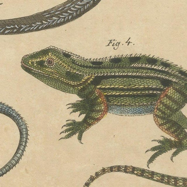 Paper Bertuch, Five Exotic Lizards, 1820, Print For Sale - Image 7 of 12