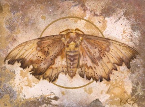 Eacles imperialis by Kierstin Young | Oil, ink, & acrylic on aluminum panel of a large moth