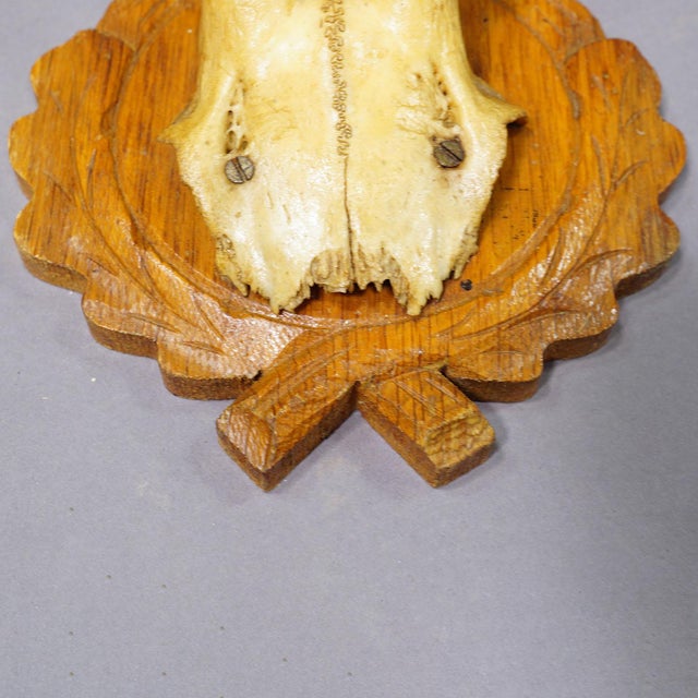 Set of Six Black Forest Roe Deer Trophies on Wooden Plaques - Germany For Sale - Image 6 of 8