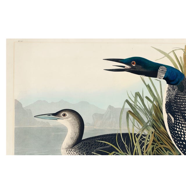 Black Great Northern Diver or Loon, Vintage Art Print Reproduction From Birds of America by John James Audubon, 60" X 40" For Sale - Image 8 of 11