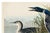 Black Great Northern Diver or Loon, Vintage Art Print Reproduction From Birds of America by John James Audubon, 60" X 40" For Sale - Image 8 of 11