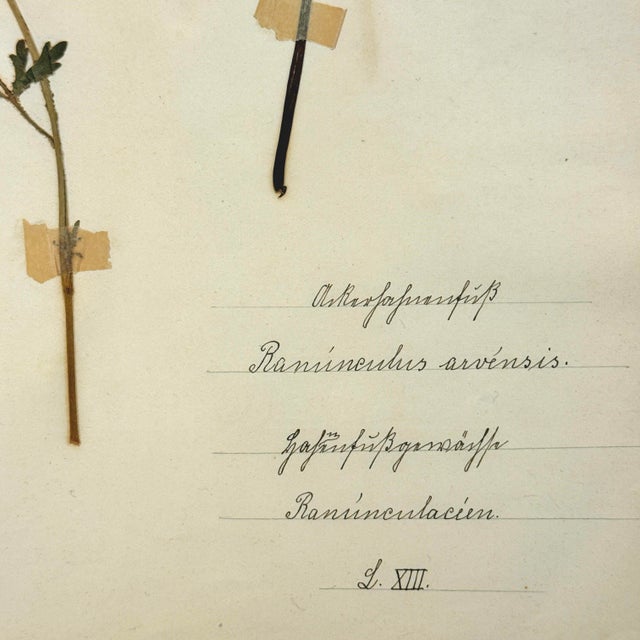 Sculpture Materials Pair of 19th-Century German Botanical Herbarium Sheets With Ranunculus Specimens (C. 1850) For Sale - Image 7 of 8