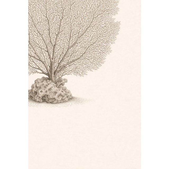 Sea Fan Coral Study, Minimal Coastal Botanical Art Print, 24" × 36" For Sale - Image 9 of 10