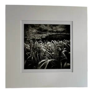 Contemporary Original Lily Pad Pond Photo Print