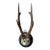 Roe Deer Trophy 57 Black Forest Antlers For Sale