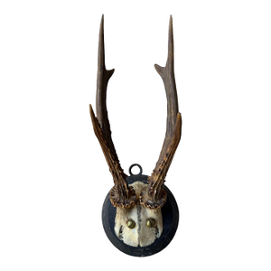 Roe Deer Trophy 57 Black Forest Antlers