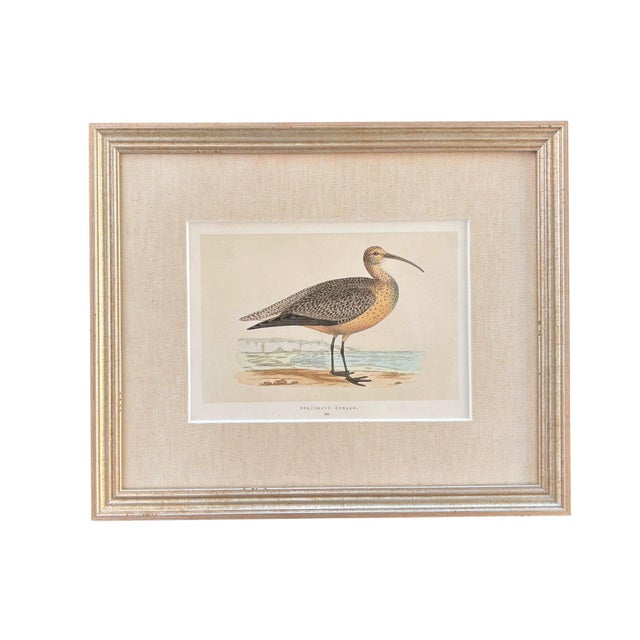 English 19th Century English Bird Engravings by Alexander Francis Lydon, Set 12 For Sale - Image 3 of 18