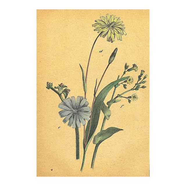 1860's French Antique Botanical Chromolithograph-Asters-,Documentation, Matted For Sale